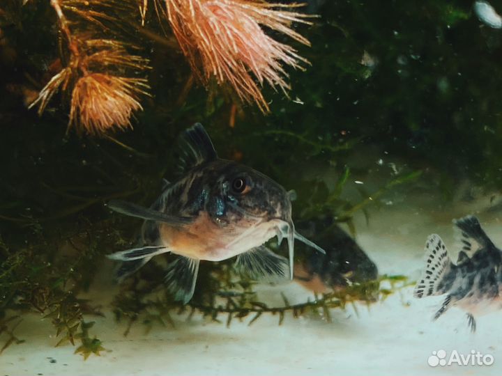 Гуппи, Молинезии, Тернеции, Сомики, улитки