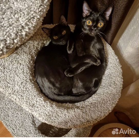 Кошка в дар бесплатно