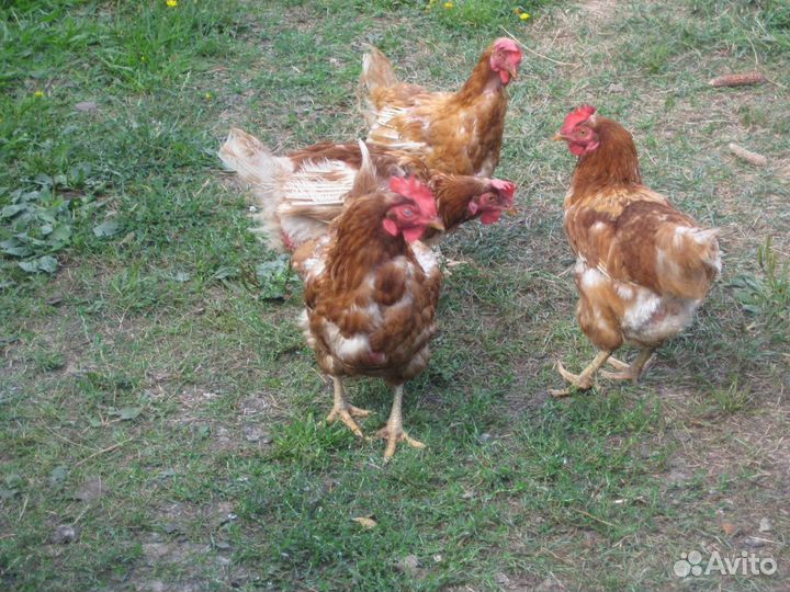 Куры несушки с доставкой