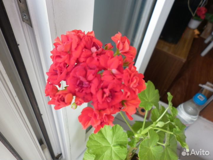 Герань, кроссандра