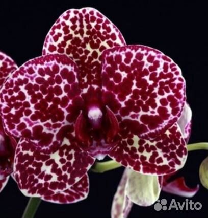 Орхидея Дикий кот, размер 2,5