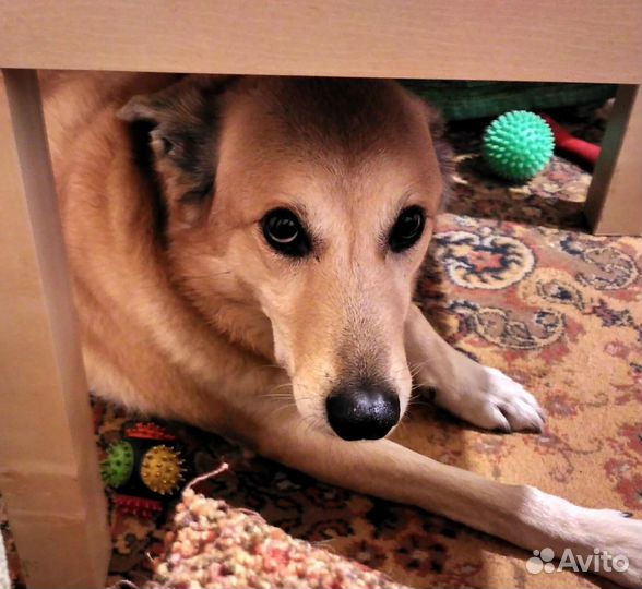 Отдаем собаку в добрые руки