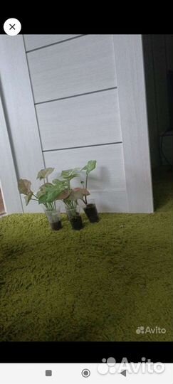 Сингониумов набор