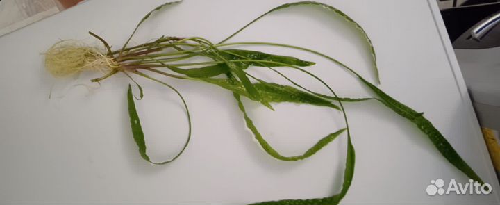 Водоросли криптокарина,Валленснерия спиралевидная