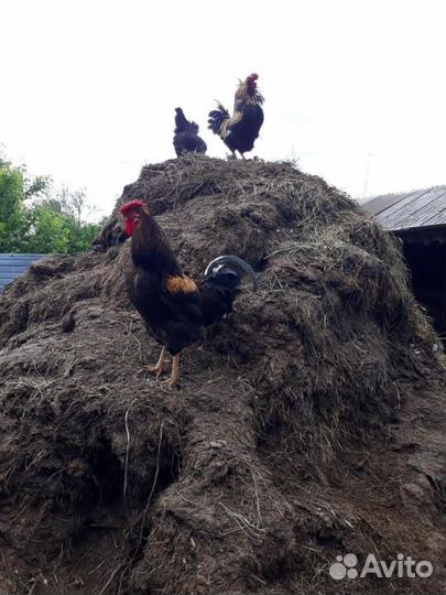 Навоз, щебень, грунт, песок Перегной