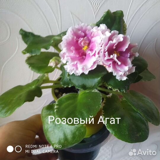 Детки сортовых фиалок