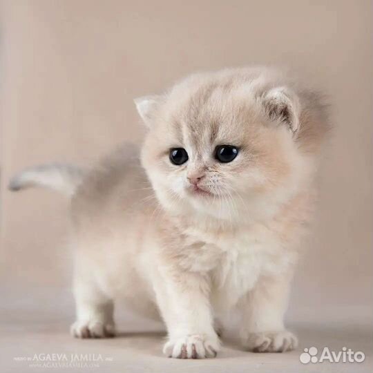 Мальчик голубое золото Gucci Apple Wood