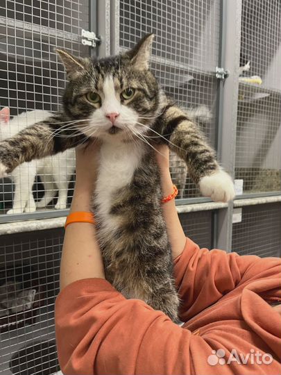 Котику некуда идти