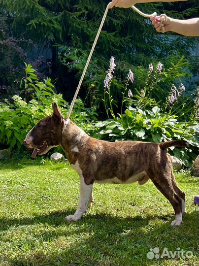 Миниатюрный бультерьер кобель