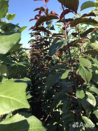 Саженцы яблони и груши