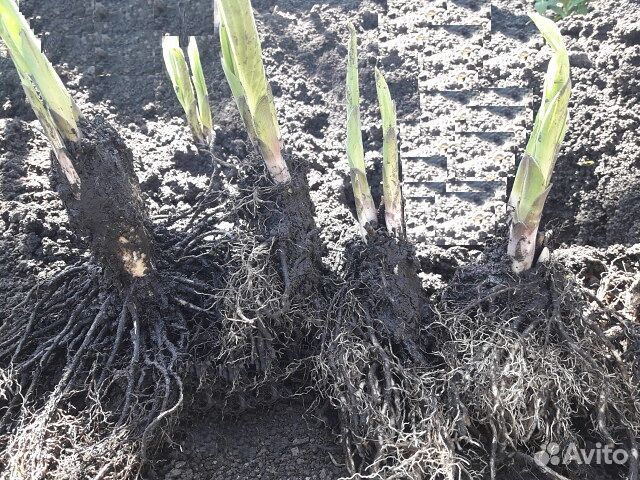 Хосты, саженцы хосты