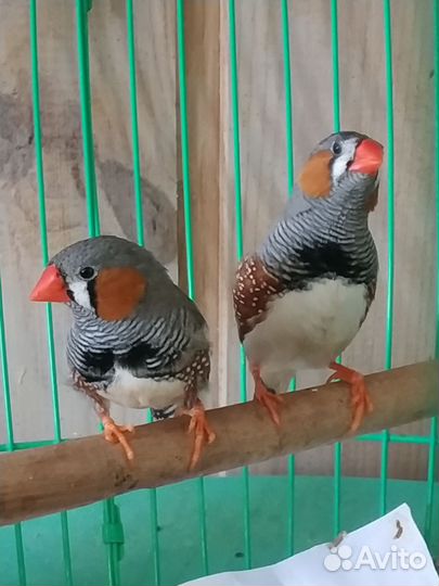 Зебровые амадины