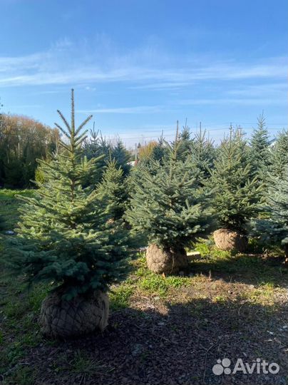 Ель голубая