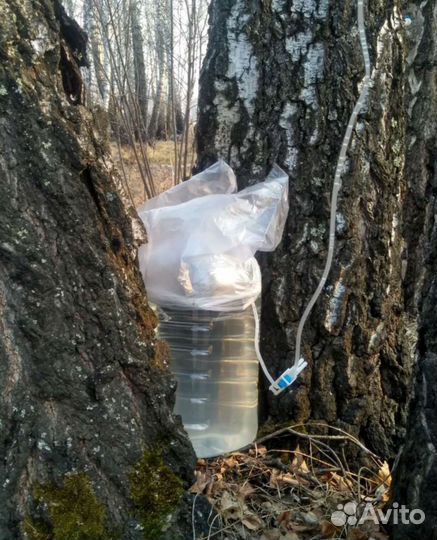 Березовый сок