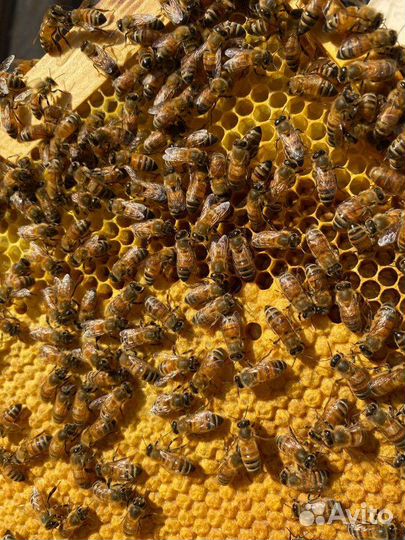 Пчелы, Пчелопакеты и Матки Бакфаст ф1 этого года
