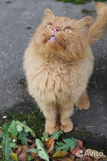 Брошен хозяевами