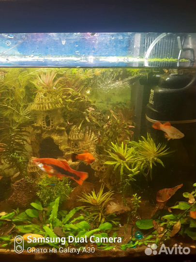 Аквариумные растения