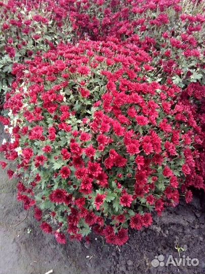 Продам саженцы хризантемы шаровидные