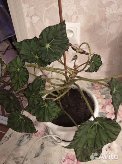 Бегония тигровая