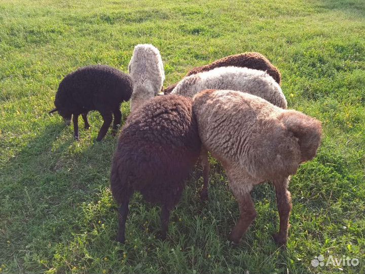 Овцы бараны
