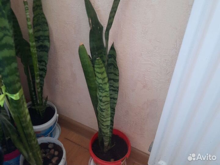 Сансевиерия (щучий хвост)