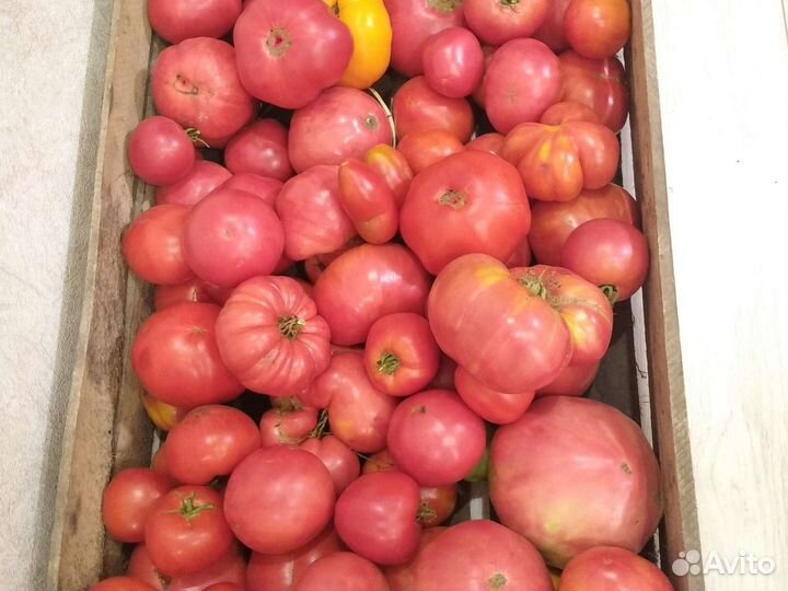 Рассада помидоры,томаты