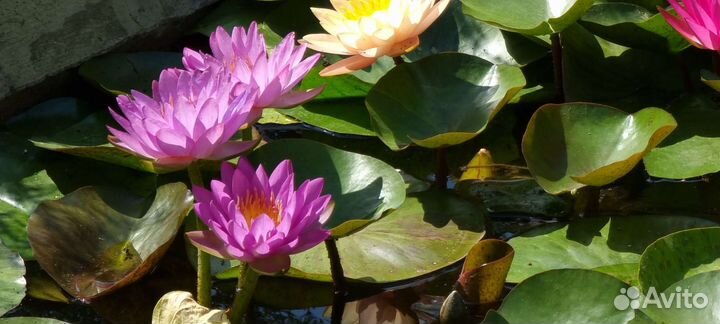 Нимфеи для пруда