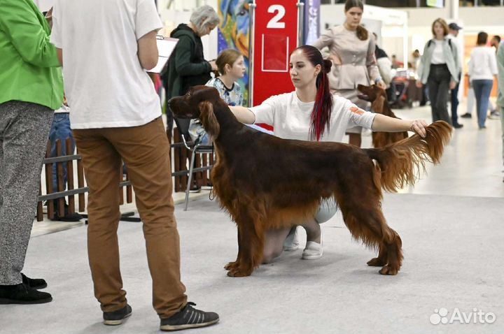 Ирландский сеттер, вязка