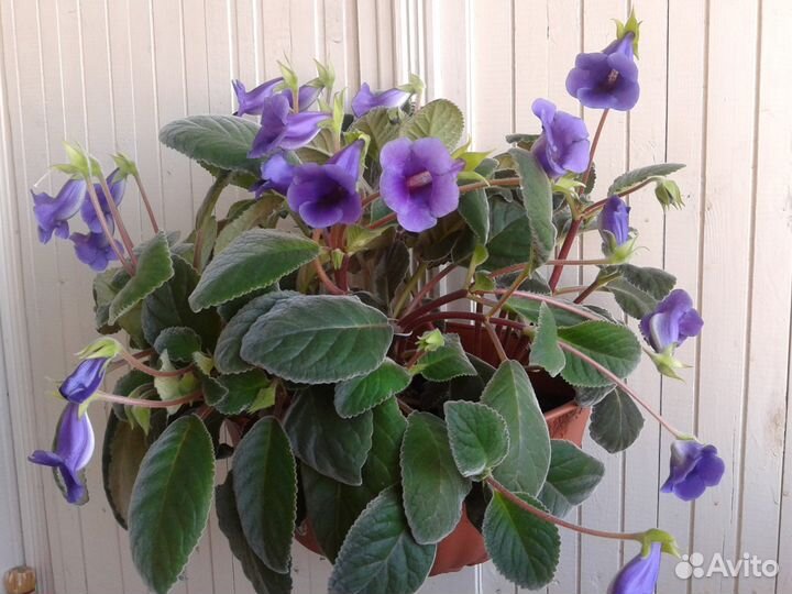 Глоксин. Гиппеаст. Клеродэндрум