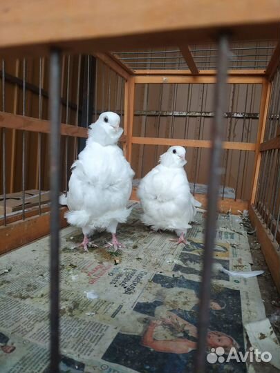 Голубь китайцы белые