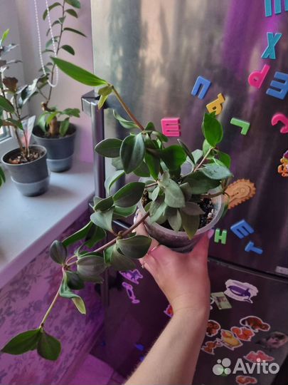 Пеперомия перескиелистная