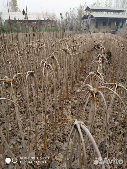 Шелковица на штамбе оптом и в розницу