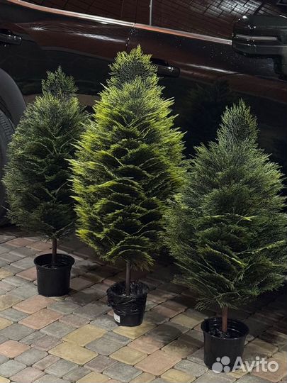 Туя искусственная