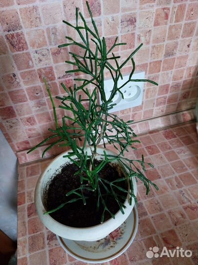 Хатиора кактус, хавортия