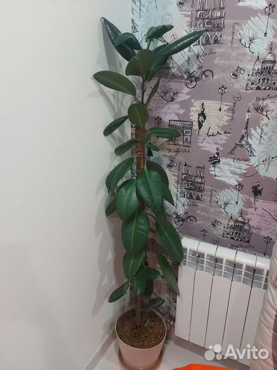 Фикус каучуконосный большой