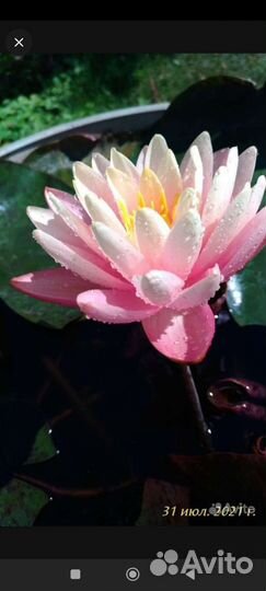 Нимфеи сортовые