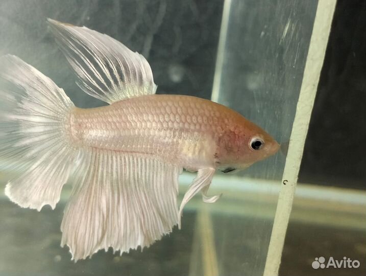 Петушки рыбки