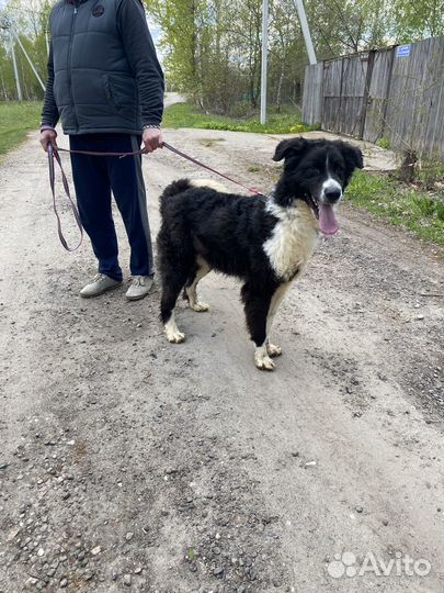 В добрые руки