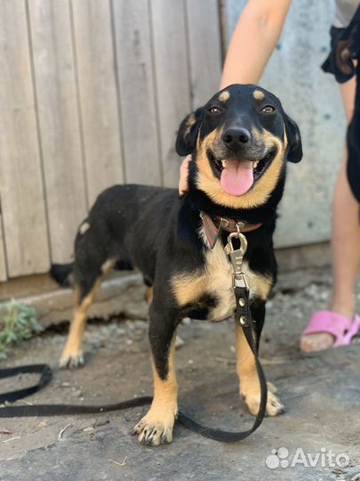 Шикарный джентельмен