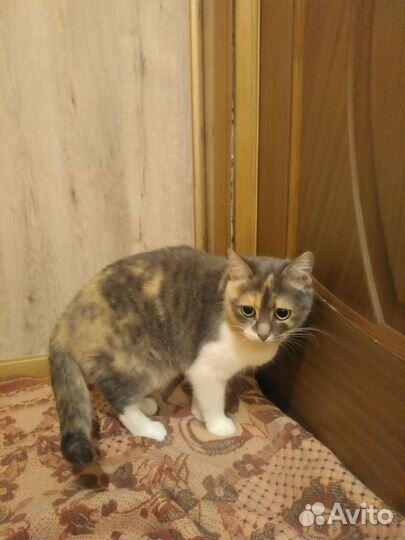 Кошка в дар