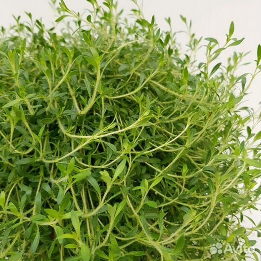 Тимьян (Чабрец, Чабер) лимоннопахнущий Grow Flow L