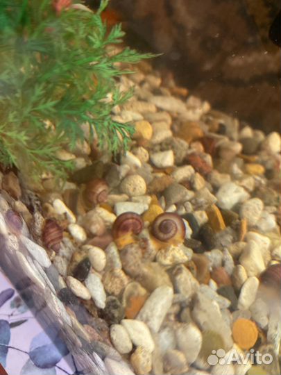 Улитки для аквариума
