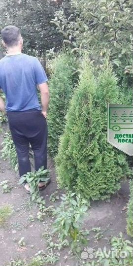 Туя Колумна