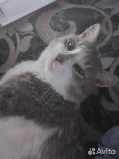 Отдам в добрые руки котика