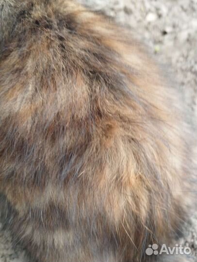 Котята в добрые руки бесплатно