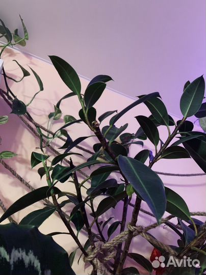 Фикус Робуста