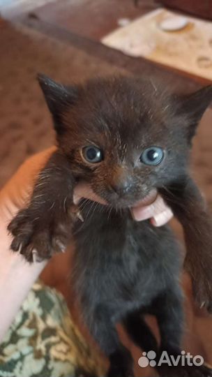 Кошка в дар бесплатно