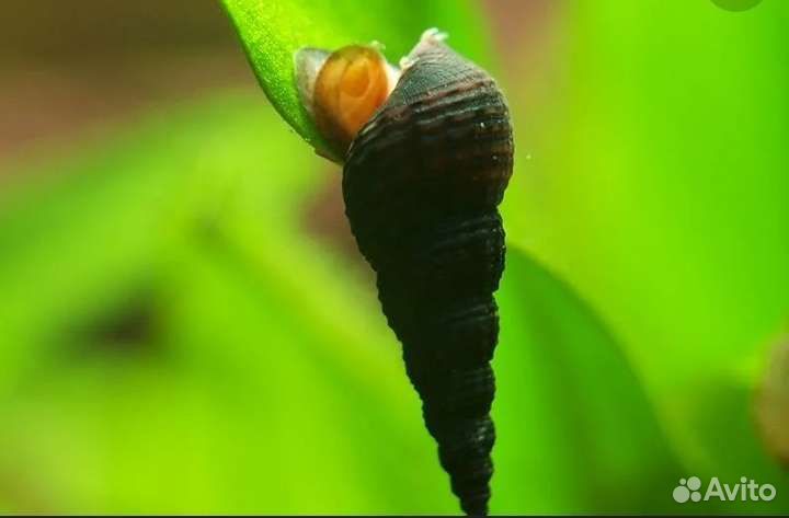 Улитки Миланьи