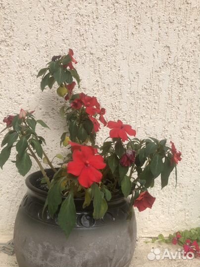 Садовые растения