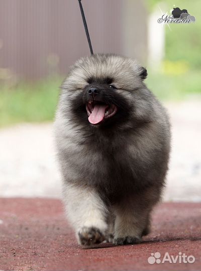 Щенки кобели вольфшпица